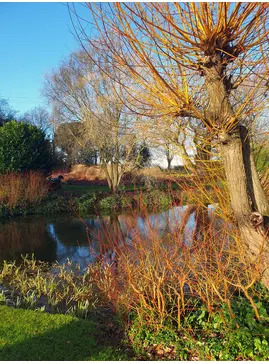 Salix alba var. vitellina 'Britzensis'