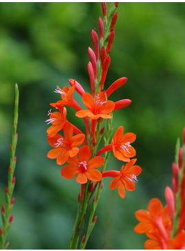 Watsonia pillansii