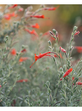 Epilobium canum 'Ed Carman'
