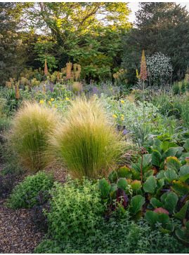 Stipa tenuissima
