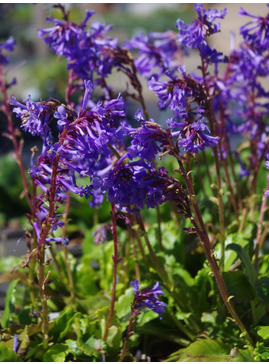 Wulfenia carinthiaca