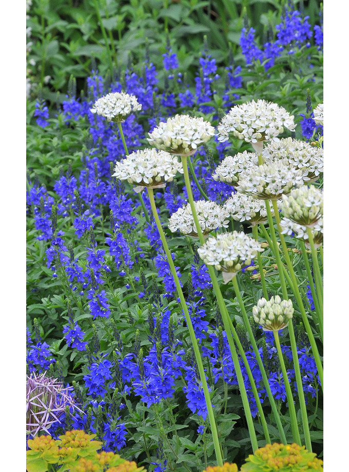 Dry Area Plants | Allium Nigrum - The Beth Chatto Gardens