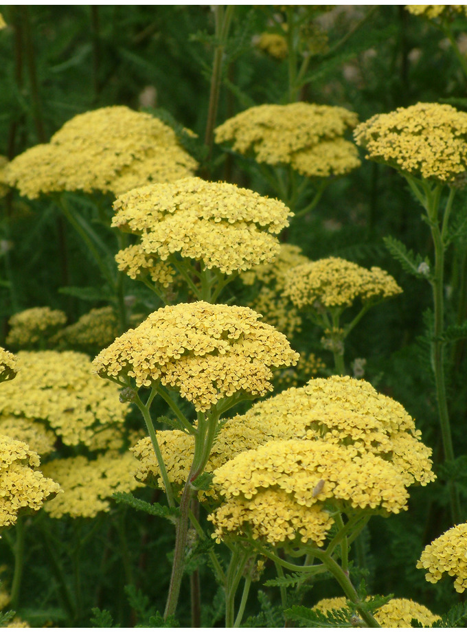 Achillea 'Credo' - The Beth Chatto Gardens