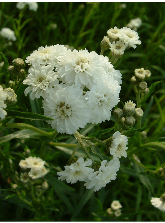 Achillea ptarmica 'The Pearl' - The Beth Chatto Gardens