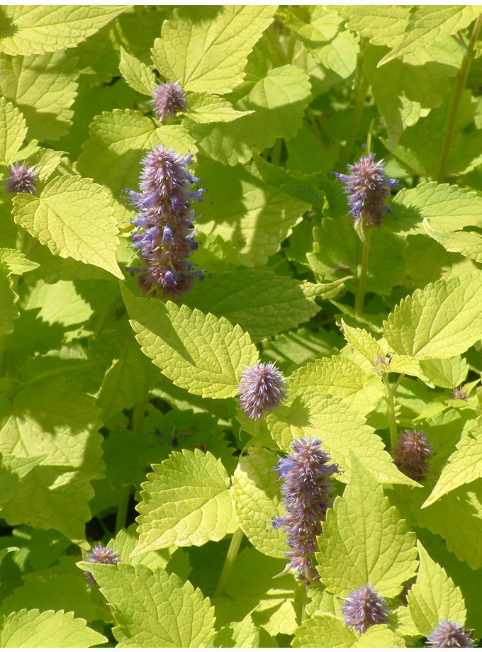 Agastache foeniculum 'Jubilee' - The Beth Chatto Gardens