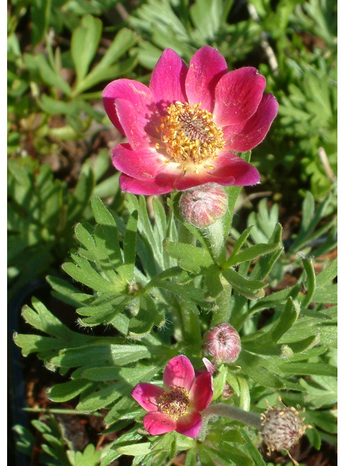 Anemone X Lesseri The Beth Chatto Gardens