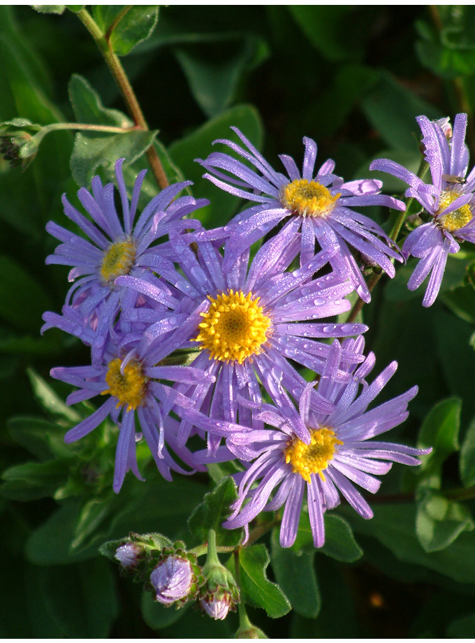 Aster amellus 'King George' - The Beth Chatto Gardens