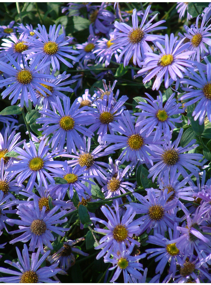 Aster X Frikartii 'Mönch' - The Beth Chatto Gardens