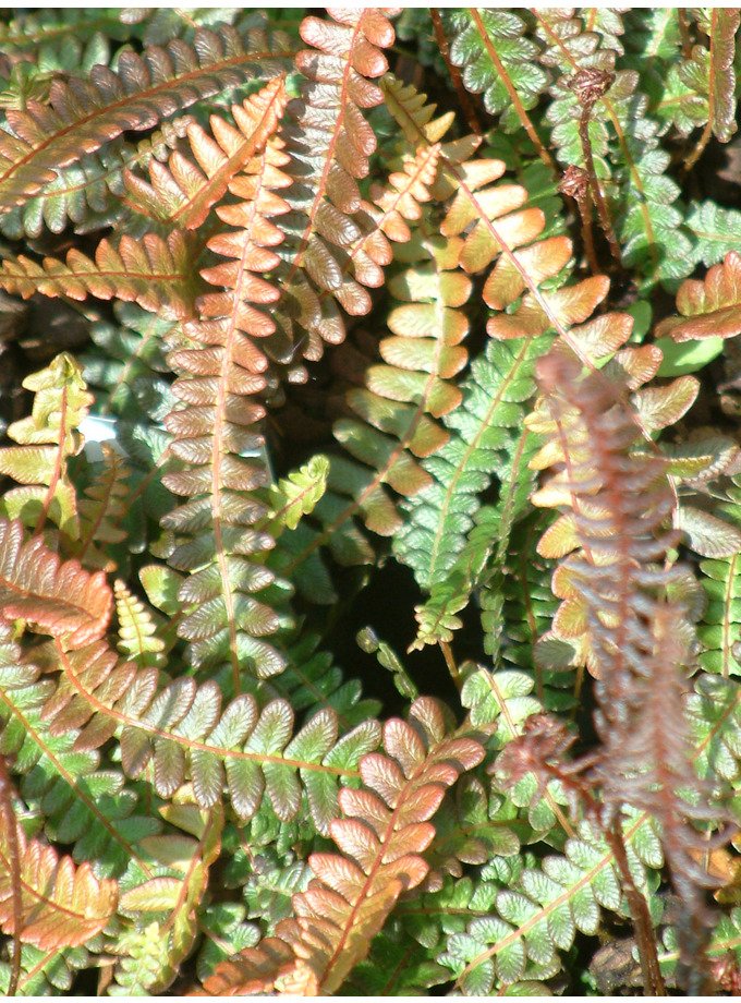 Blechnum penna-marina subsp. alpinum Paradise Form - The Beth Chatto ...