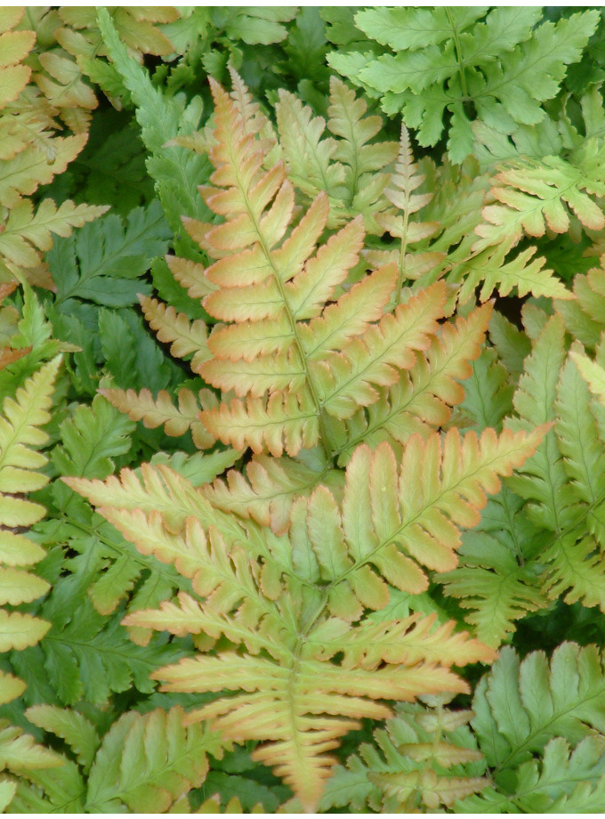 Dryopteris Erythrosora - The Beth Chatto Gardens