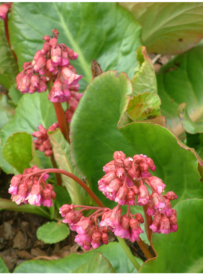 Bergenia 'Margery Fish' The Beth Chatto Gardens