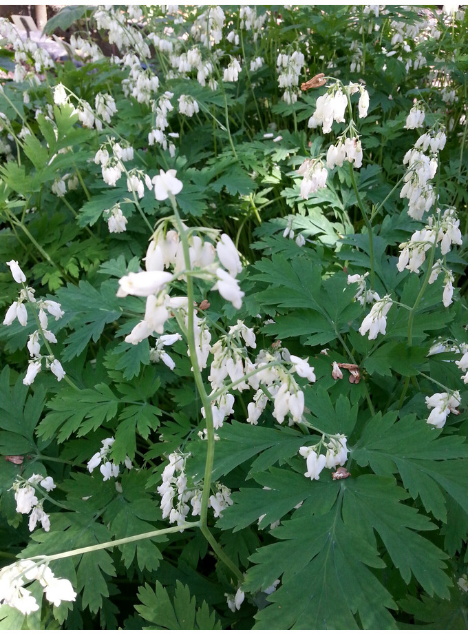 Dicentra formosa f. alba The Beth Chatto Gardens