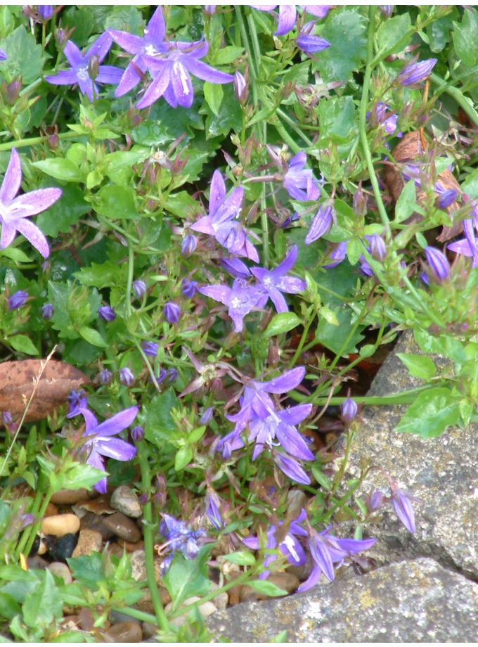 campanula poscharskyana stella - The Beth Chatto Gardens