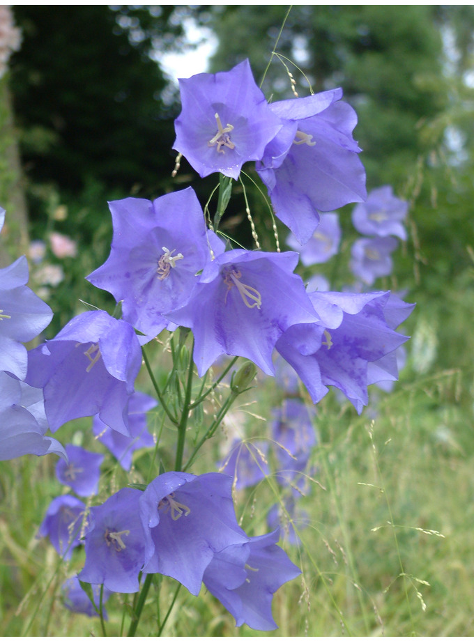 Campanula Persicifolia The Beth Chatto Gardens 4103