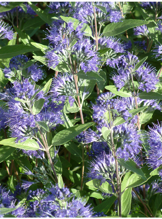 Caryopteris x 'Heavenly Blue' The Beth Chatto Gardens