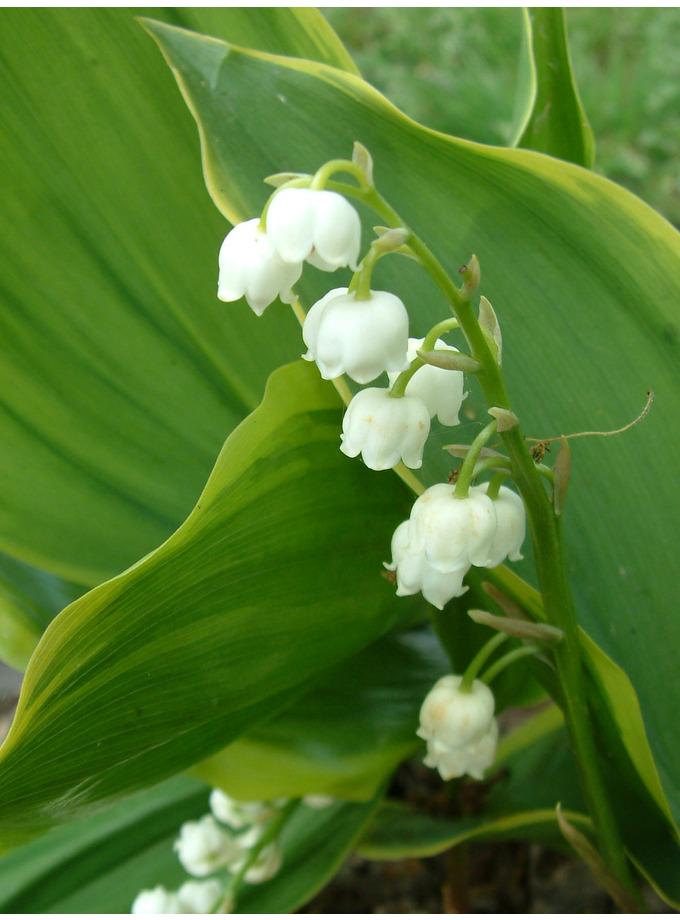 Convallaria majalis hardwick hall - The Beth Chatto Gardens