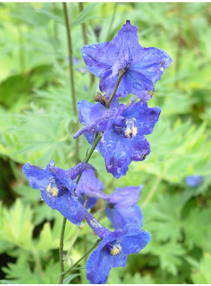 Delphinium Atlantis (belladonna) - The Beth Chatto Gardens