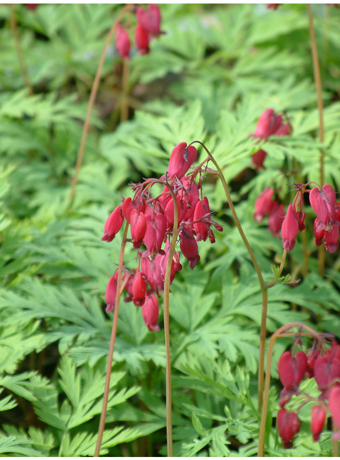 Dicentra formosa 'Bacchanal' - The Beth Chatto Gardens