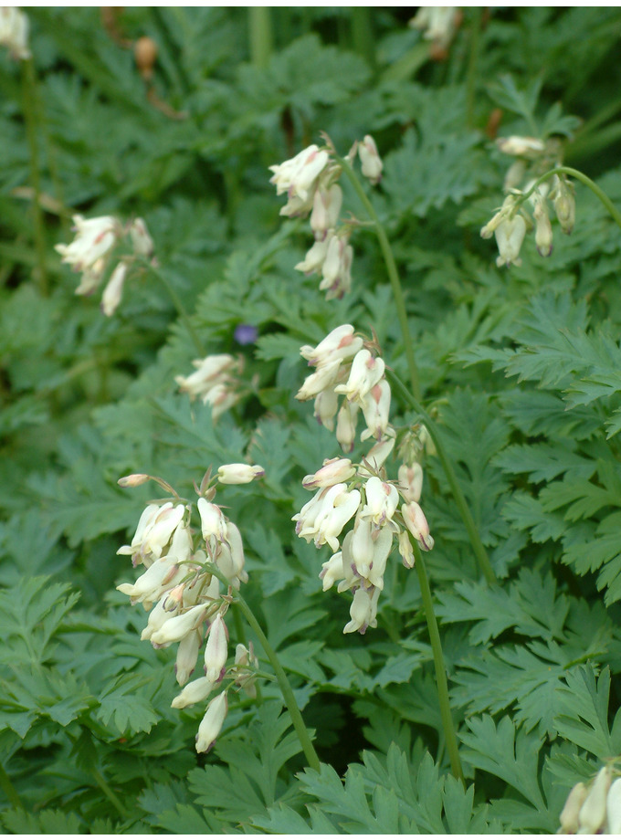 Dicentra formosa 'Langtrees' The Beth Chatto Gardens