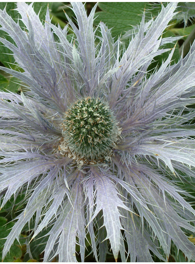 Eryngium > Eryngium alpinum The Beth Chatto Gardens