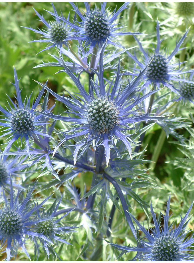 Eryngium x zabelii 'Big Blue' The Beth Chatto Gardens