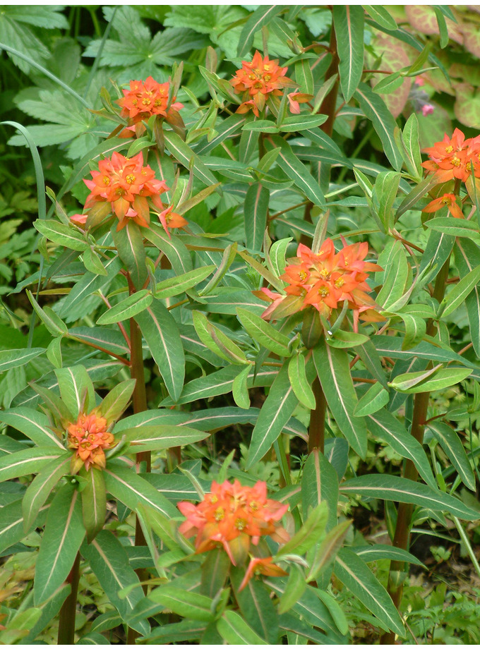 Euphorbia griffithii 'Fireglow' The Beth Chatto Gardens