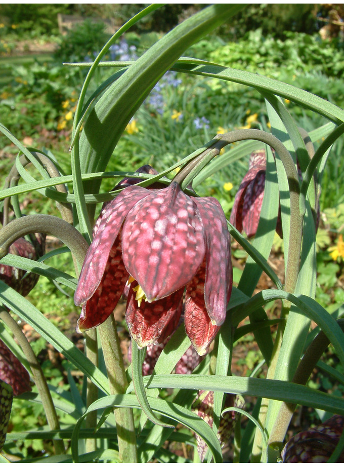 Fritillaria meleagris - The Beth Chatto Gardens