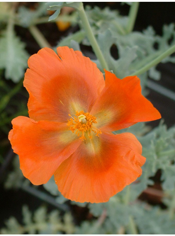 Glaucium corniculatum The Beth Chatto Gardens