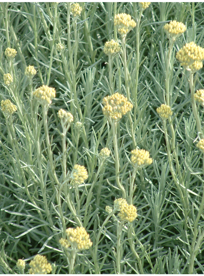 Helichrysum Italicum - The Beth Chatto Gardens