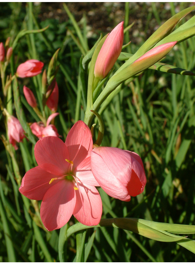 Hesperantha Coccinea Jennifer The Beth Chatto Gardens