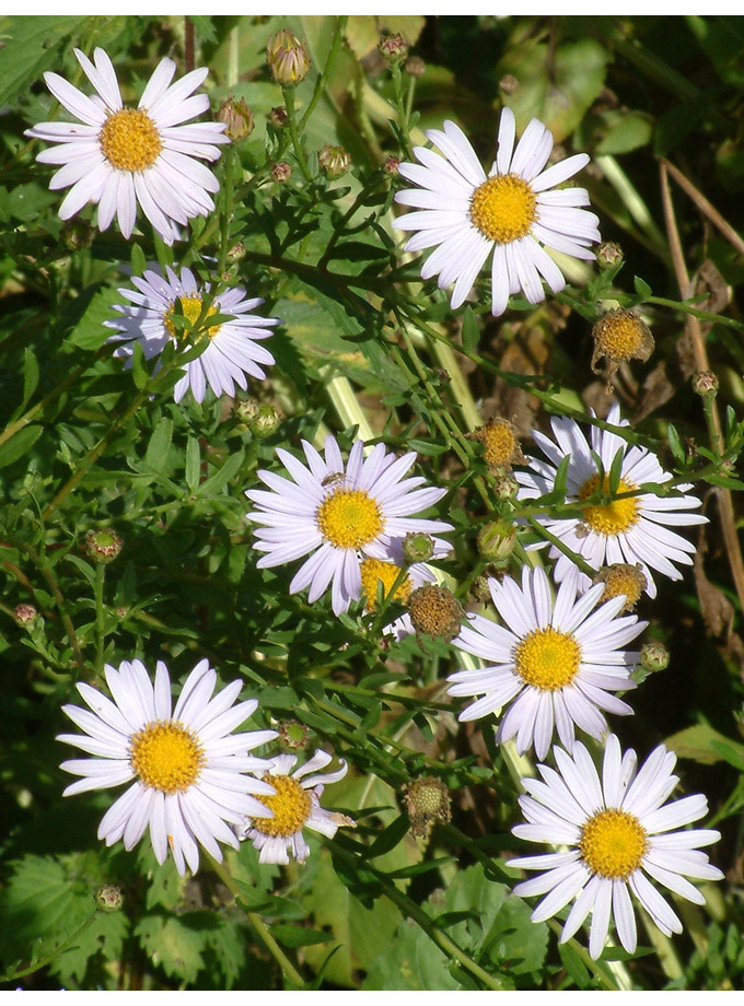 Kalimeris Mongolica The Beth Chatto Gardens