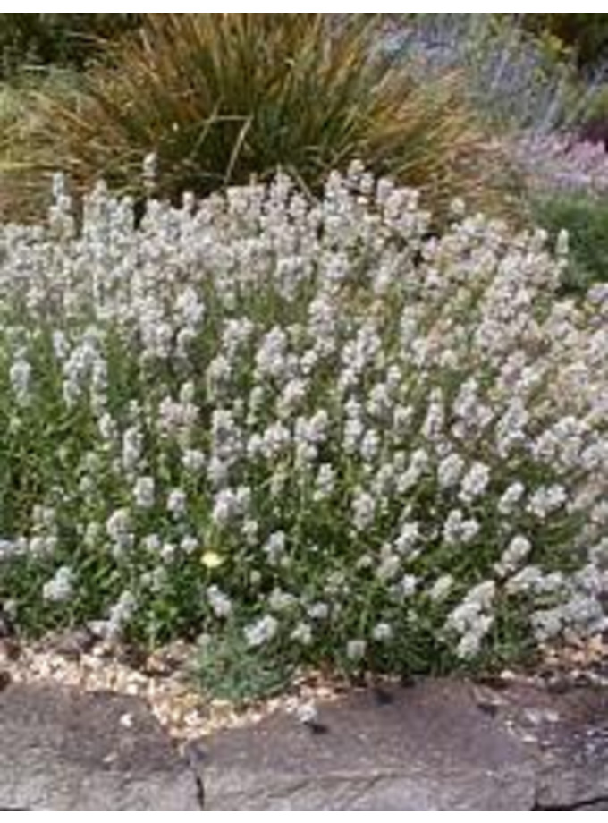 Lavandula ‘Nana Alba’ - The Beth Chatto Gardens
