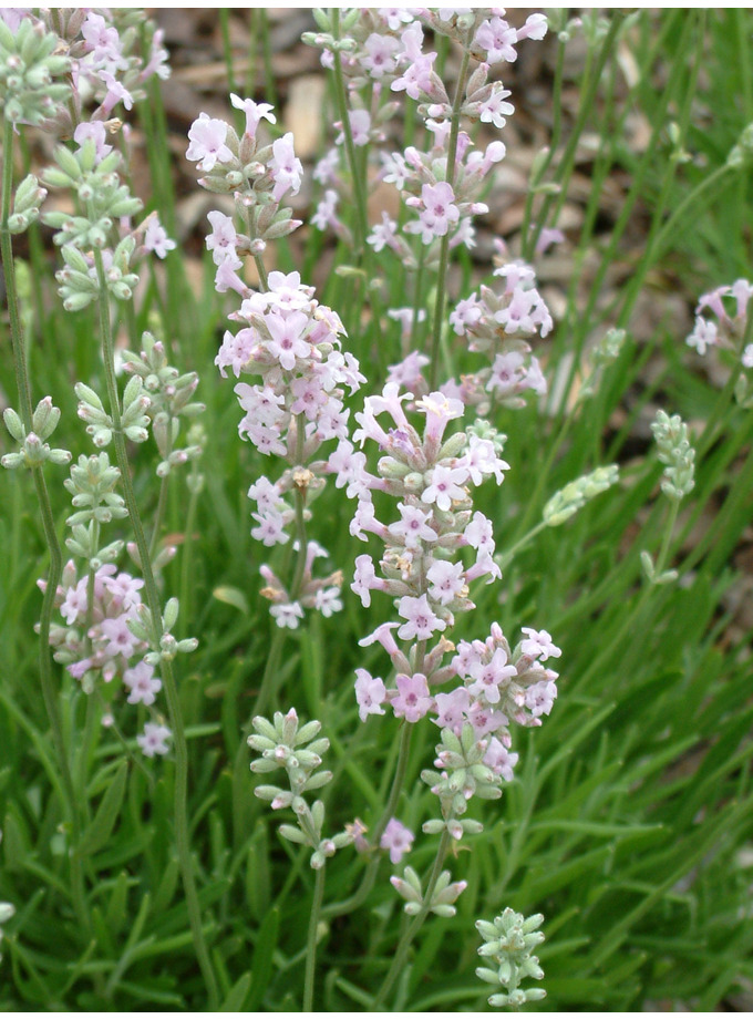 Lavandula Angustifolia Rosea The Beth Chatto Gardens 6492