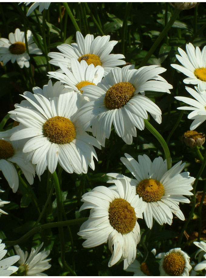 Leucanthemum 'Becky' - The Beth Chatto Gardens