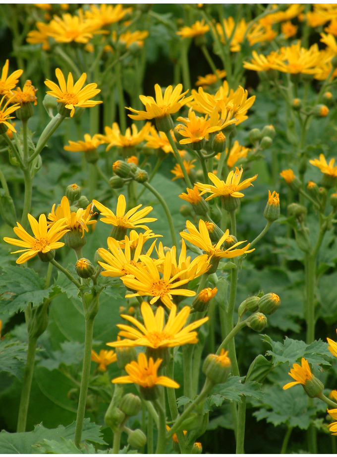 Ligularia japonica The Beth Chatto Gardens