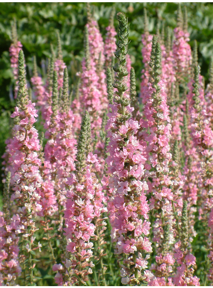 Lythrum salicaria 'Blush' - The Beth Chatto Gardens