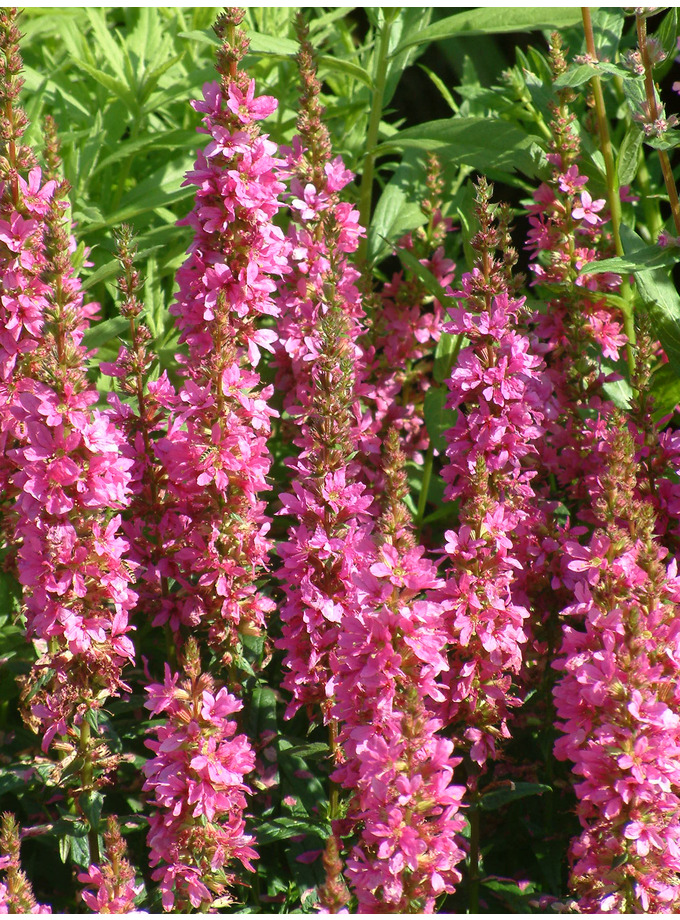 Lythrum salicaria 'Robert' - The Beth Chatto Gardens