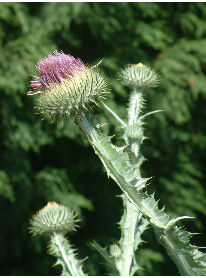 Onopordum acanthium The Beth Chatto Gardens