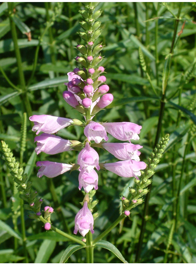 Physostegia virginiana 'Vivid' - The Beth Chatto Gardens