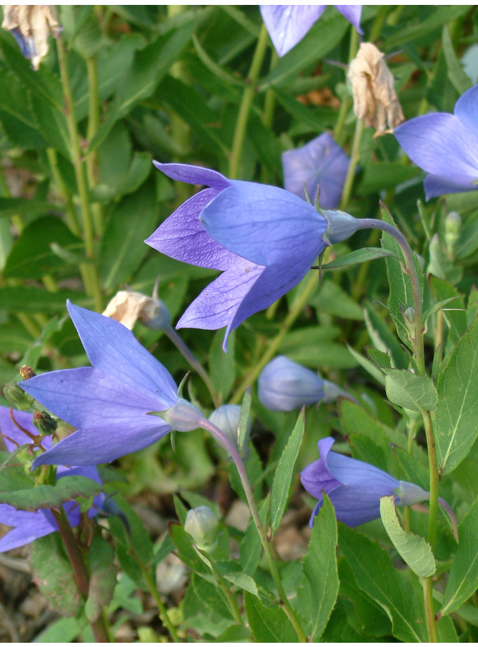 Platycodon grandiflorus The Beth Chatto Gardens