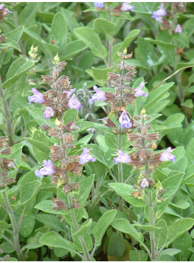 Salvia lavandulifolia - The Beth Chatto Gardens