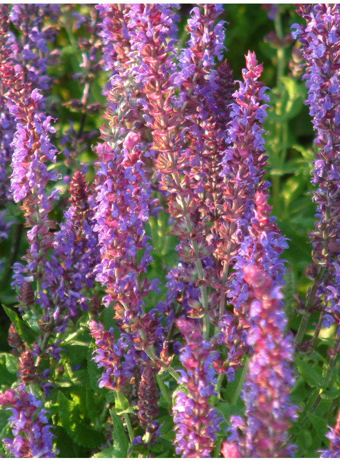 Salvia nemorosa 'Ostfriesland' - The Beth Chatto Gardens