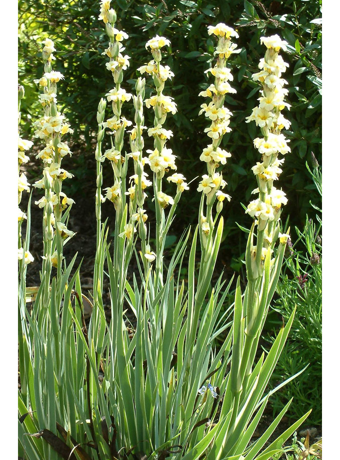 Sisyrinchium stratium 'Aunt May' - The Beth Chatto Gardens