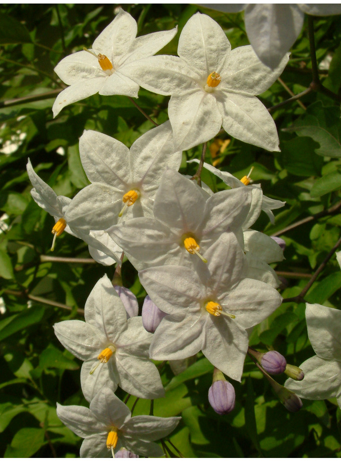 Solanum laxum 'Creche du pape' - The Beth Chatto Gardens