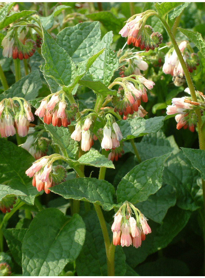 symphytum 3x symphytum 3x