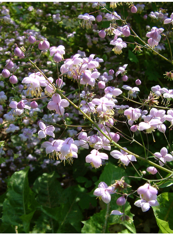 Shade Thalictrum delavayi The Beth Chatto Gardens
