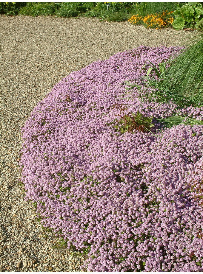 S Z > Thymus > Thymus longicaulis The Beth Chatto Gardens