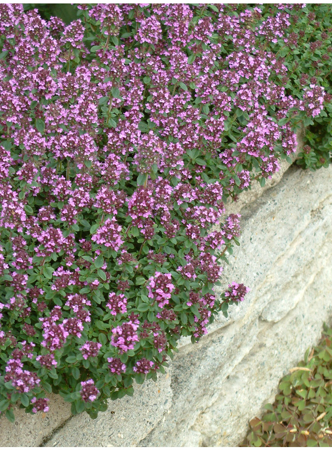 S - Z > Thymus > Thymus 'Redstart' - The Beth Chatto Gardens