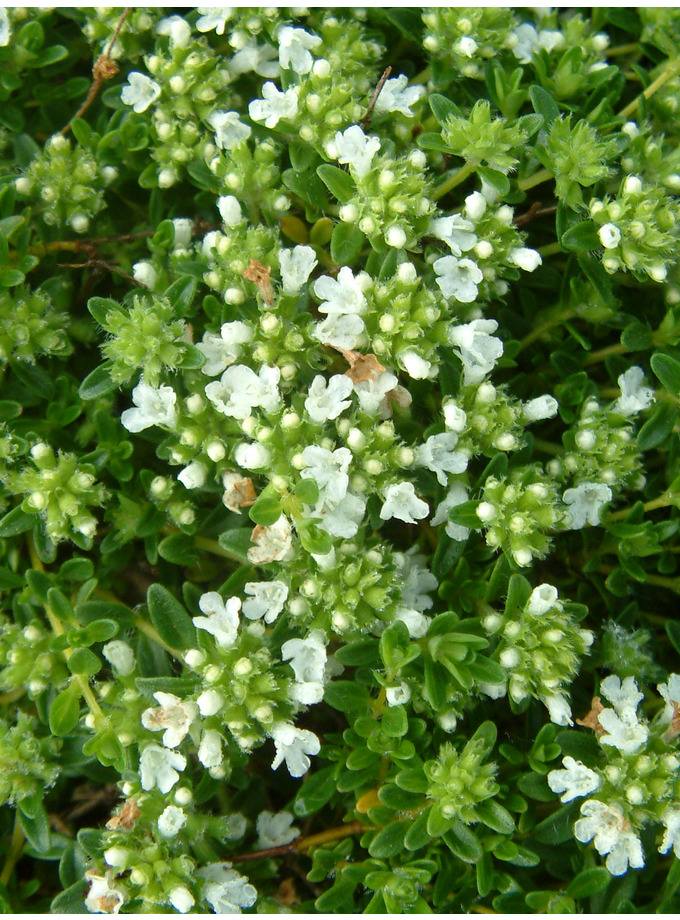 Thymus serpyllum var. albus The Beth Chatto Gardens