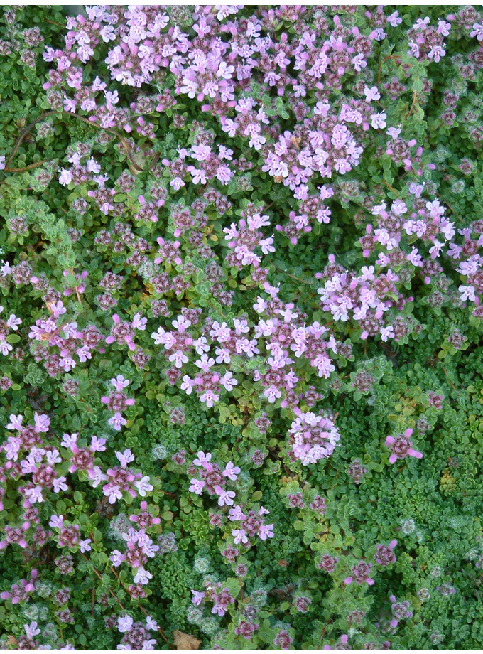 Thymus Serphyllum 'Minor' - The Beth Chatto Gardens